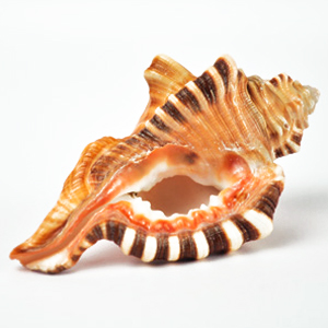 गणेश शंख (Ganesh Conch) (पीतल का शंख / Brass Metal)